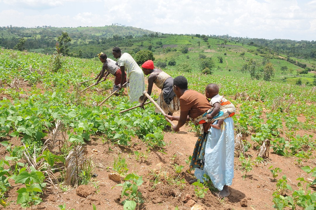 African women farming African women farming