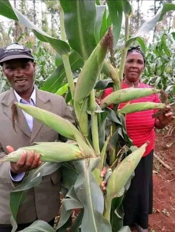 African farmers showing corn they've grown