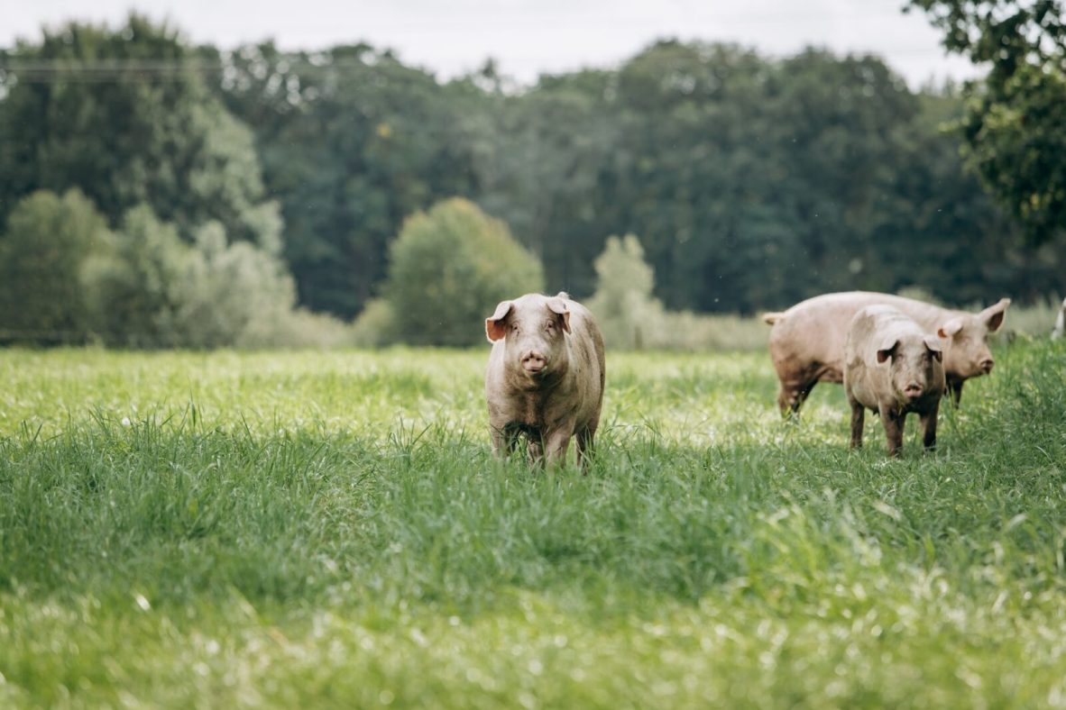 Pigs in a field