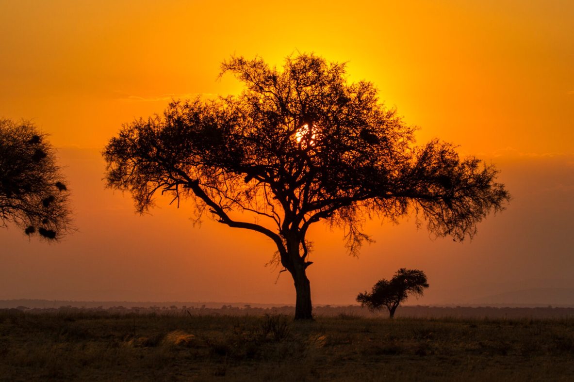 African tree at sunset